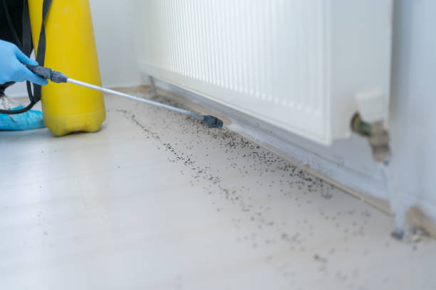 Best Affordable Pest Control Services  in Hagaman, NY