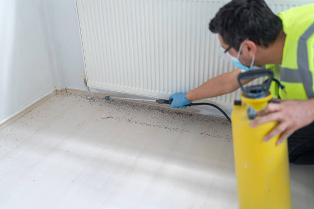Best Termite Control Services  in Hagaman, NY